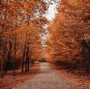 Fall .... in sweet
